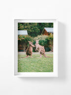 Cumberland River Holiday Park Kangaroos