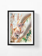 Aire River Otway Koala in Tree