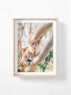 Aire River Otway Koala in Tree