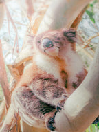 Aire River Otway Koala in Tree