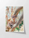 Aire River Otway Koala in Tree