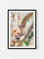 Aire River Otway Koala in Tree