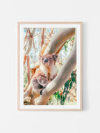 Aire River Otway Koala in Tree