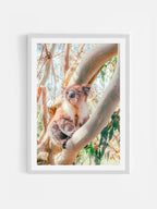 Aire River Otway Koala in Tree