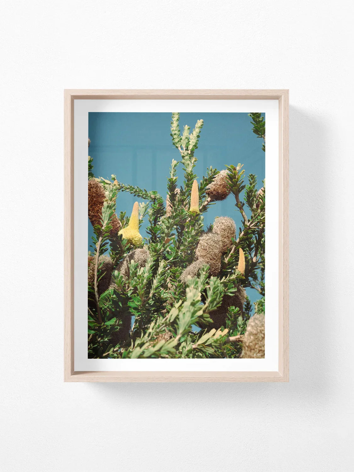 Breamlea Beach Banksia