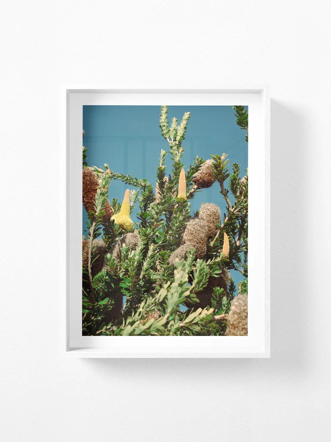 Breamlea Beach Banksia