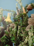 Breamlea Beach Banksia