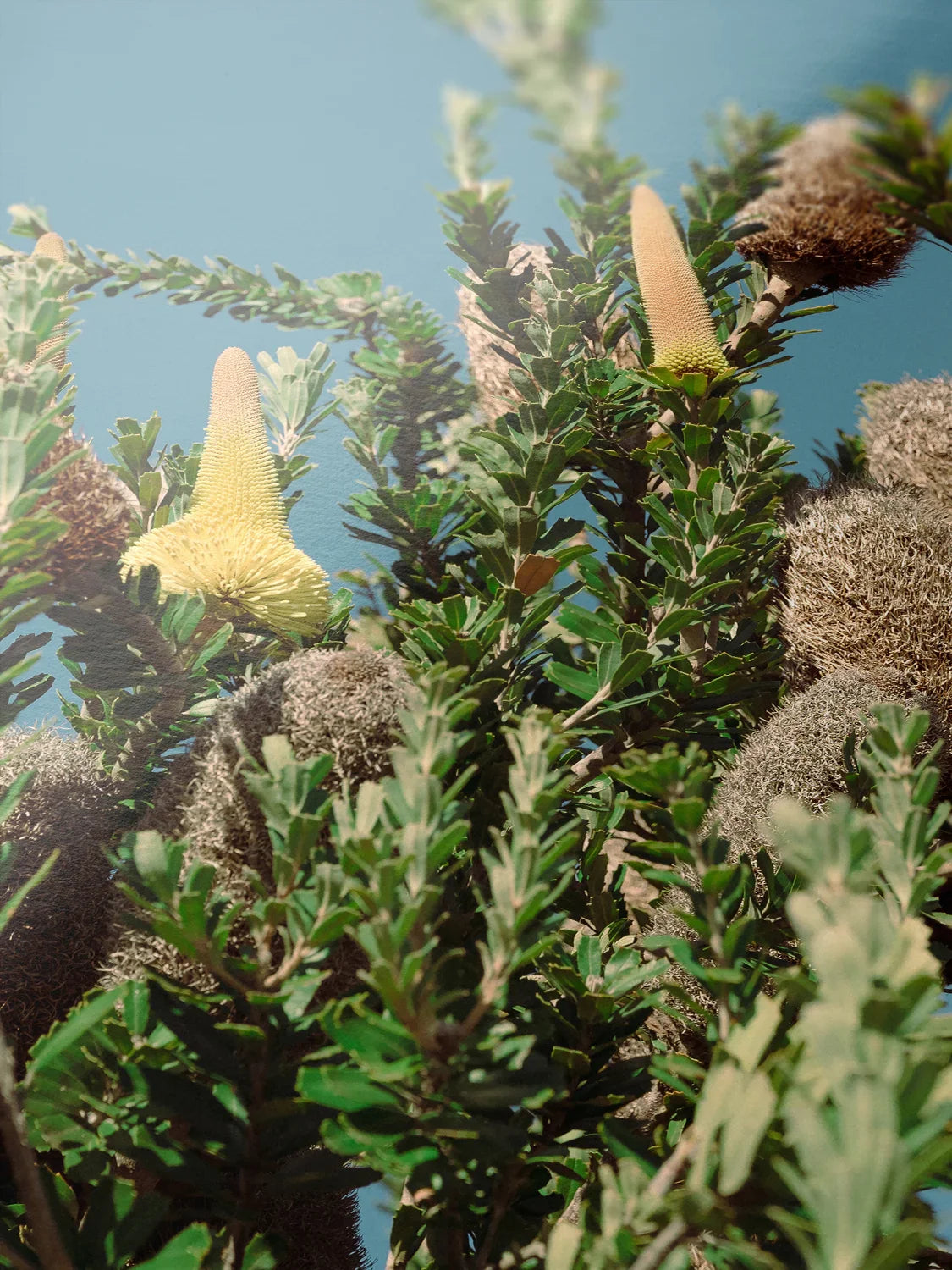 Breamlea Beach Banksia