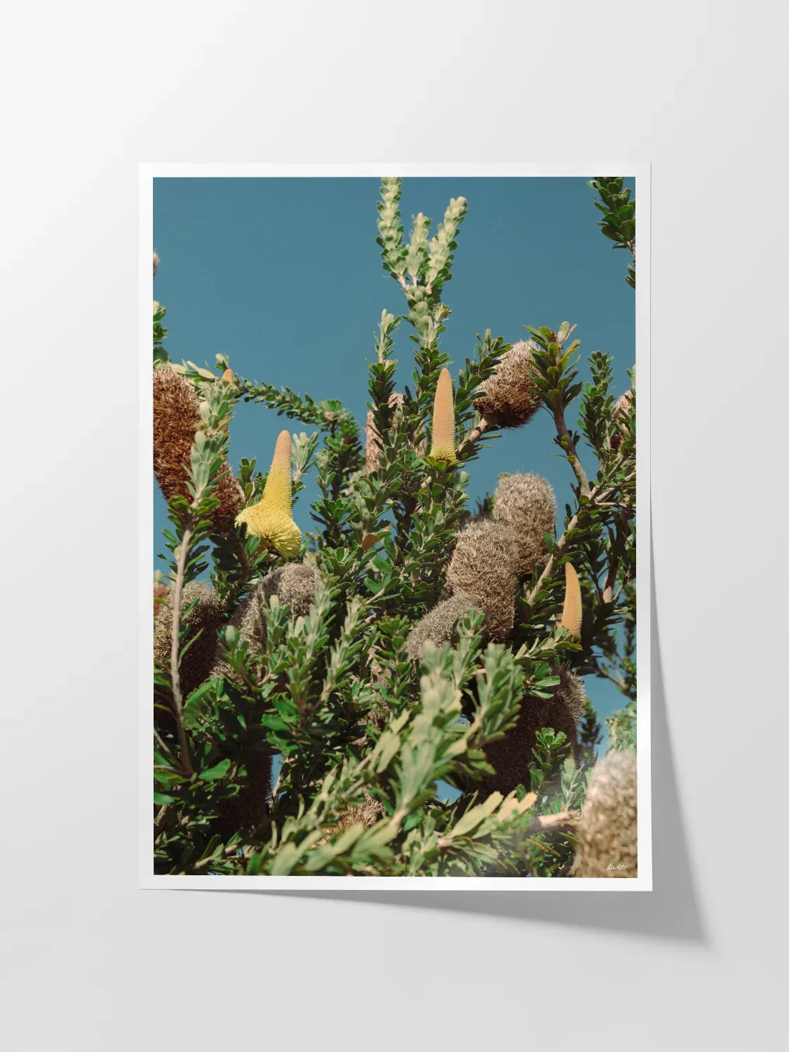 Breamlea Beach Banksia