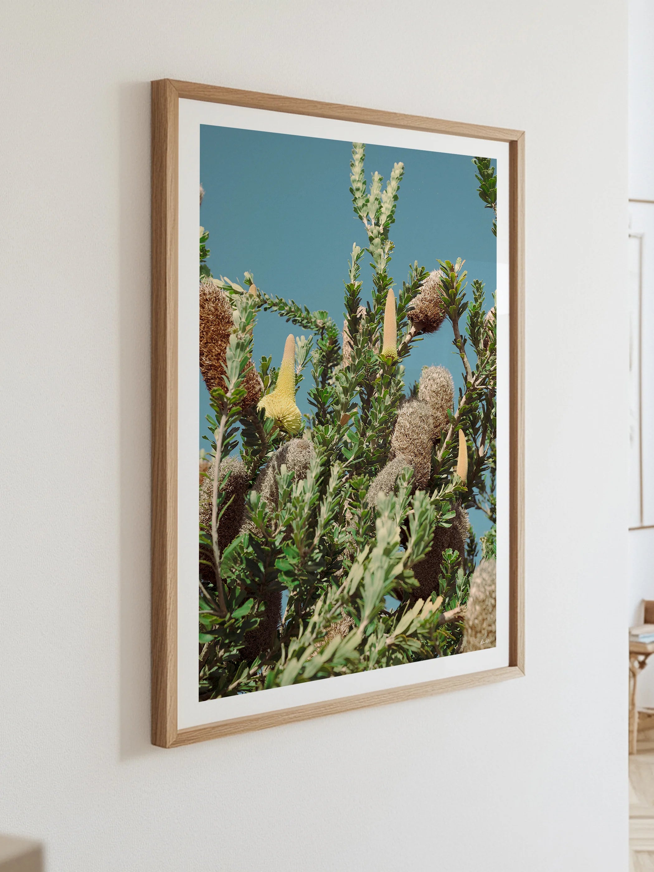 Breamlea Beach Banksia