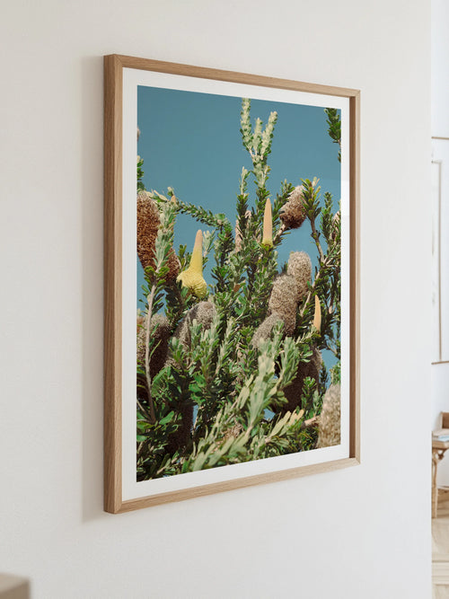 Breamlea Beach Banksia