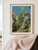 Breamlea Beach Banksia