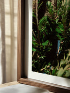 Breamlea Beach Banksia