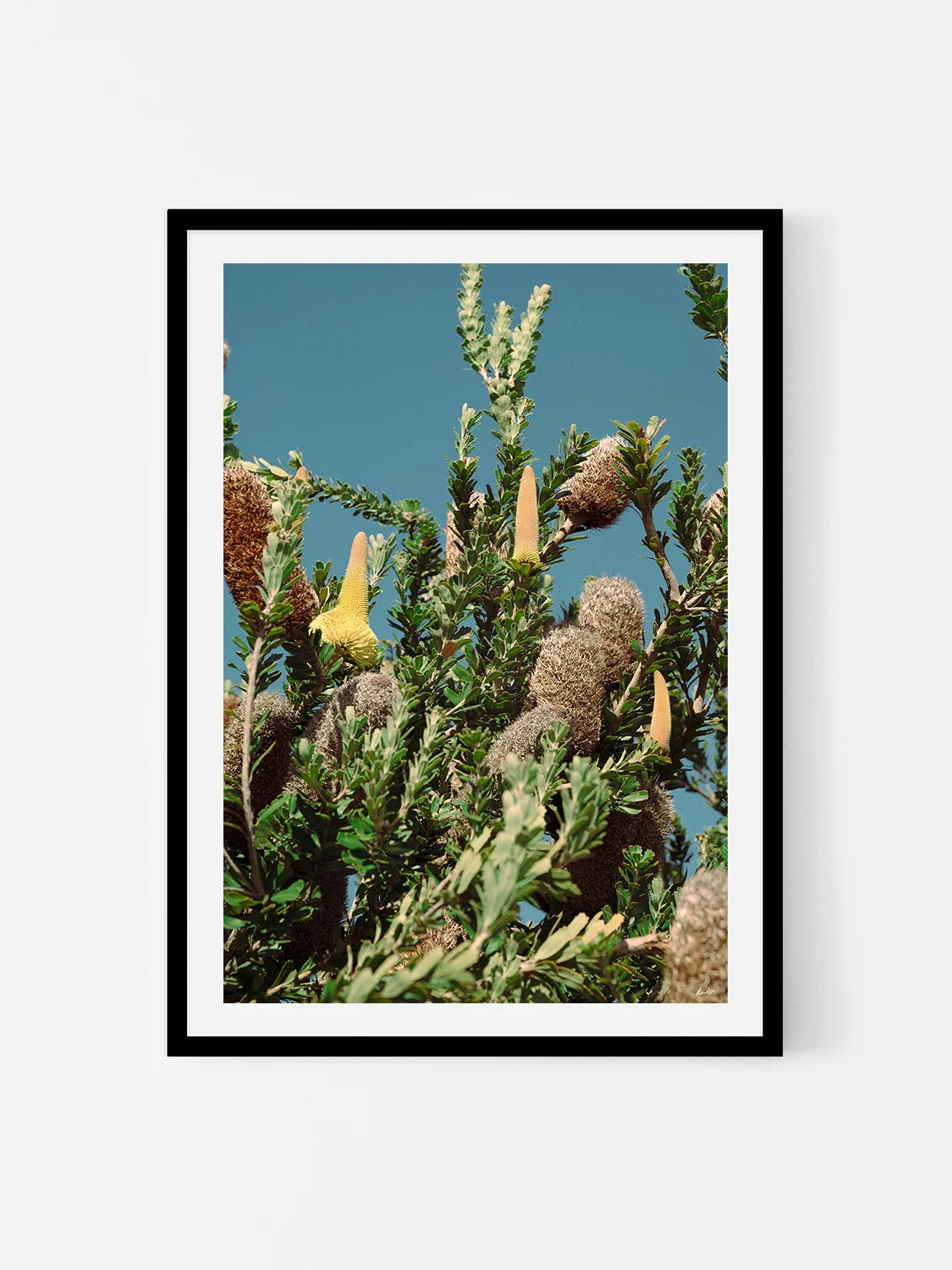 Breamlea Beach Banksia