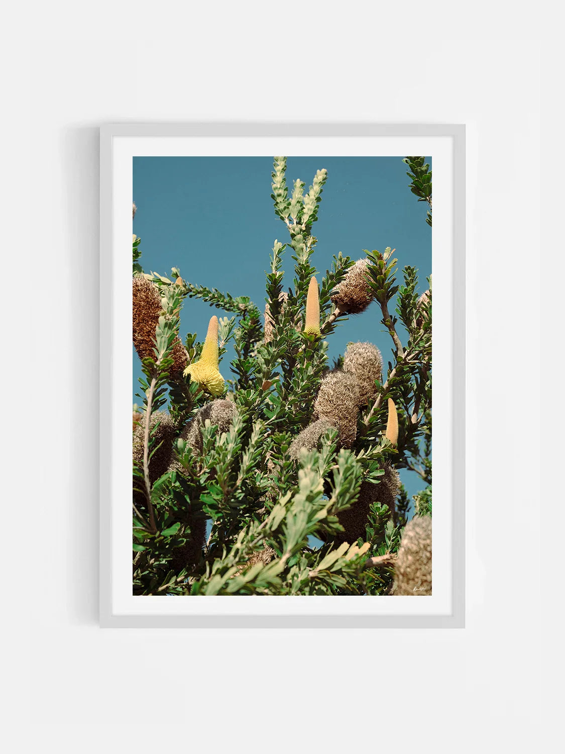 Breamlea Beach Banksia