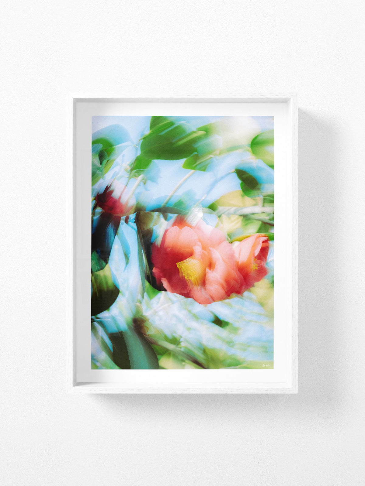 Bright Flower Series - Camelia Japonica Red
