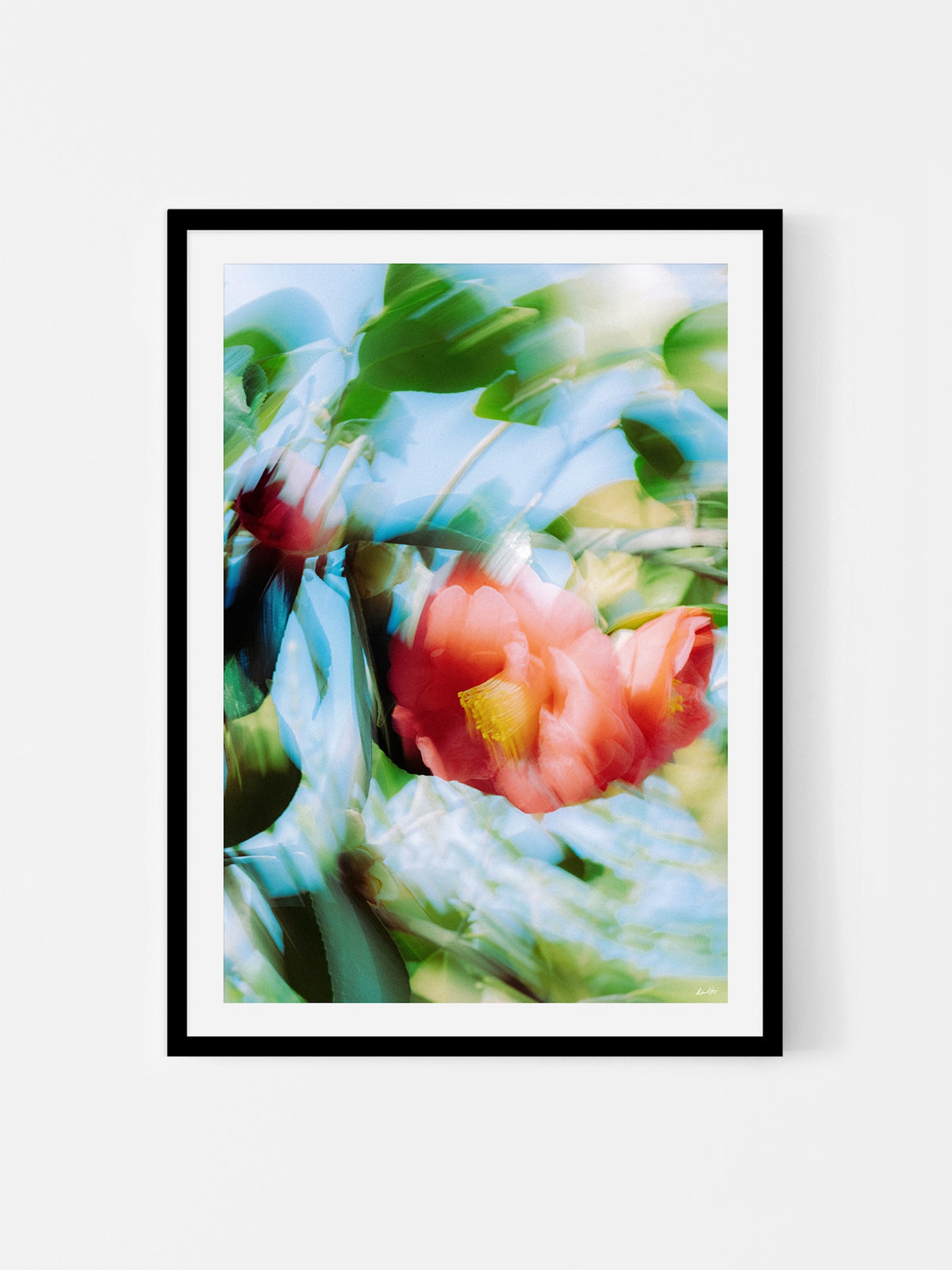 Bright Flower Series - Camelia Japonica Red