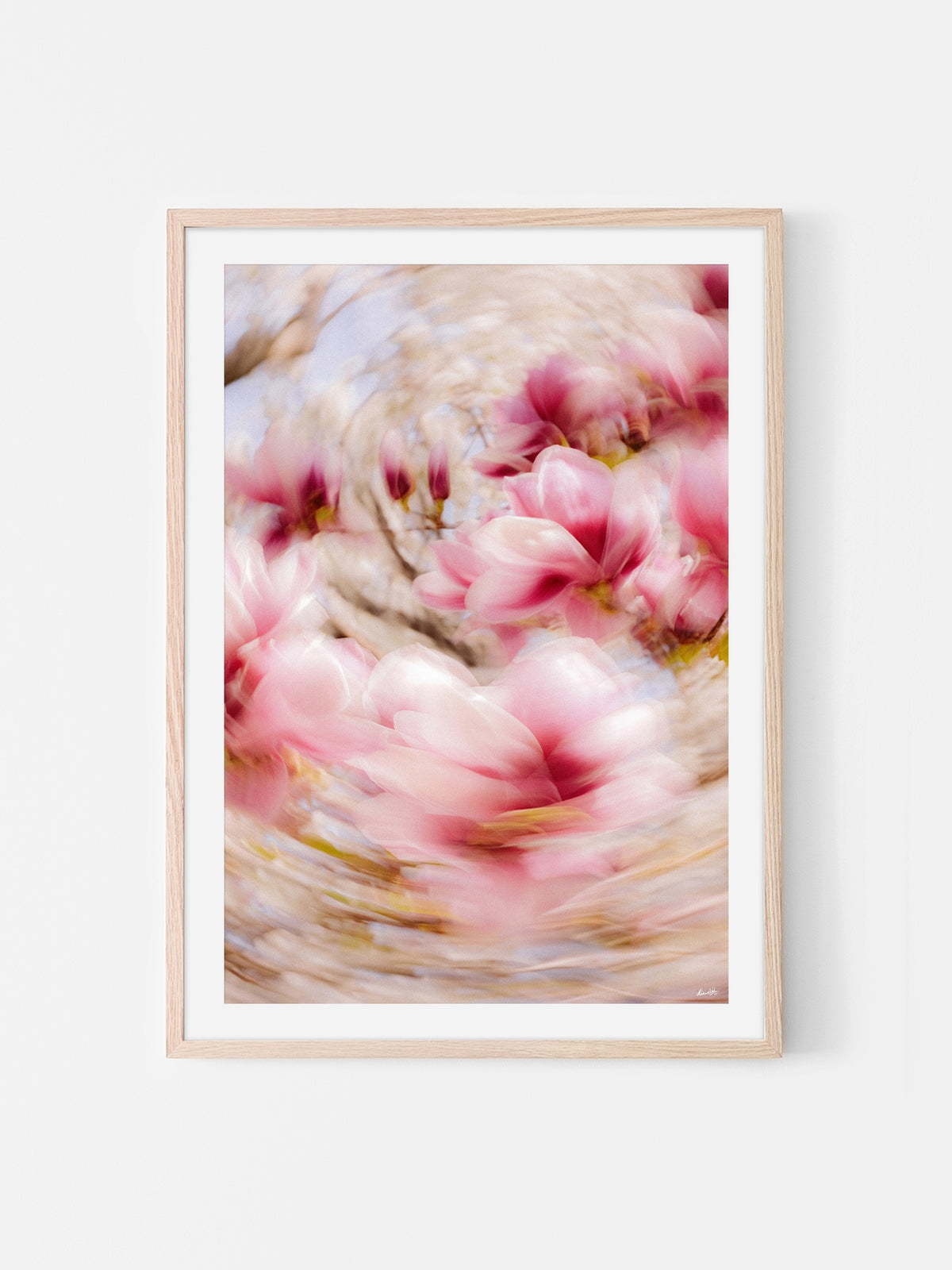 Bright Flower Series - Magnolia + Soulangeana in White Pink and Red