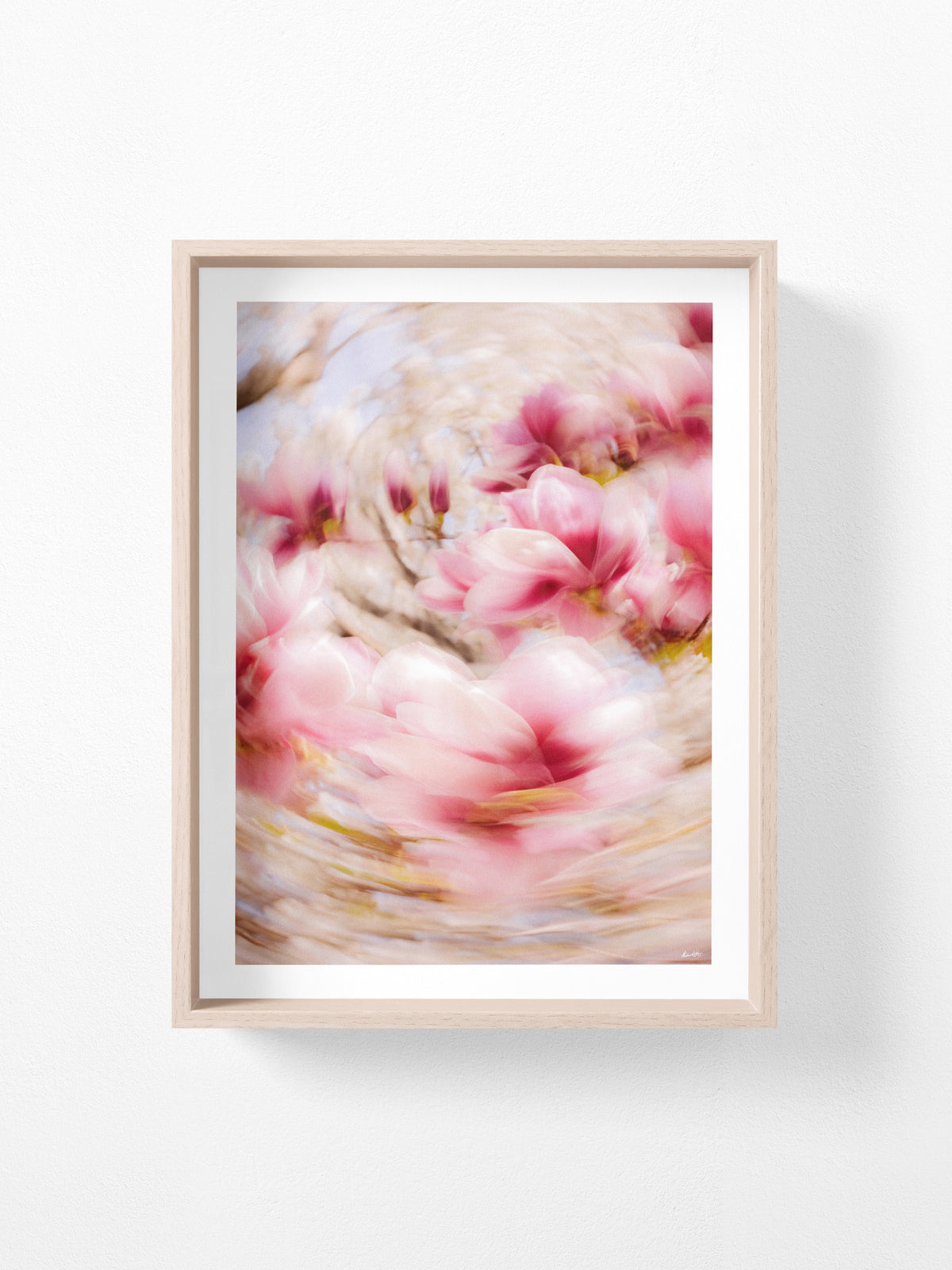 Bright Flower Series - Magnolia + Soulangeana in White Pink and Red