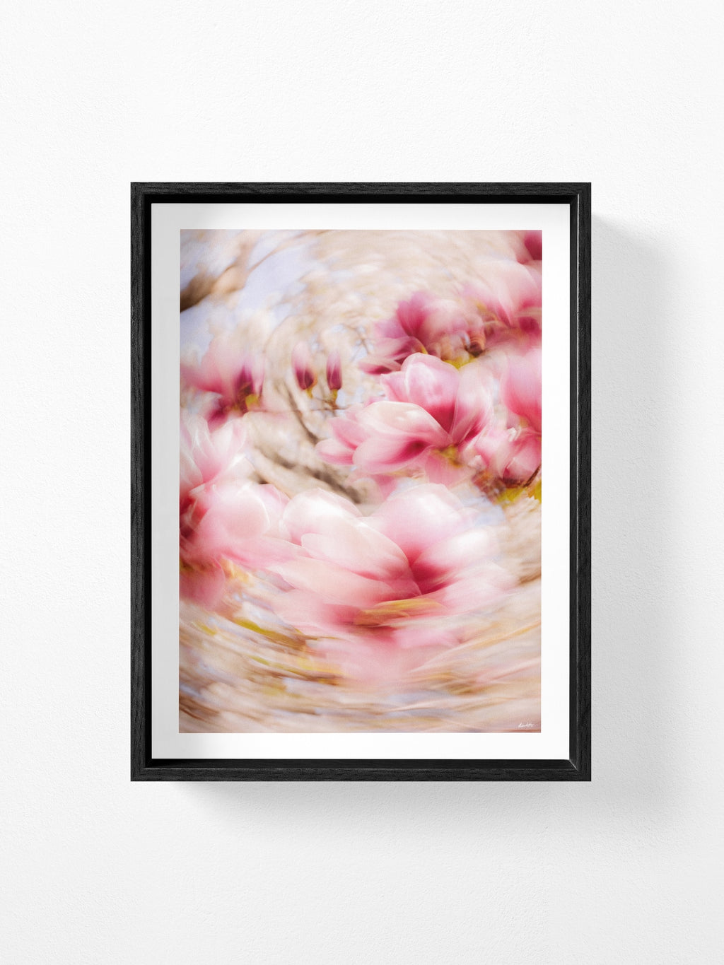Bright Flower Series - Magnolia + Soulangeana in White Pink and Red