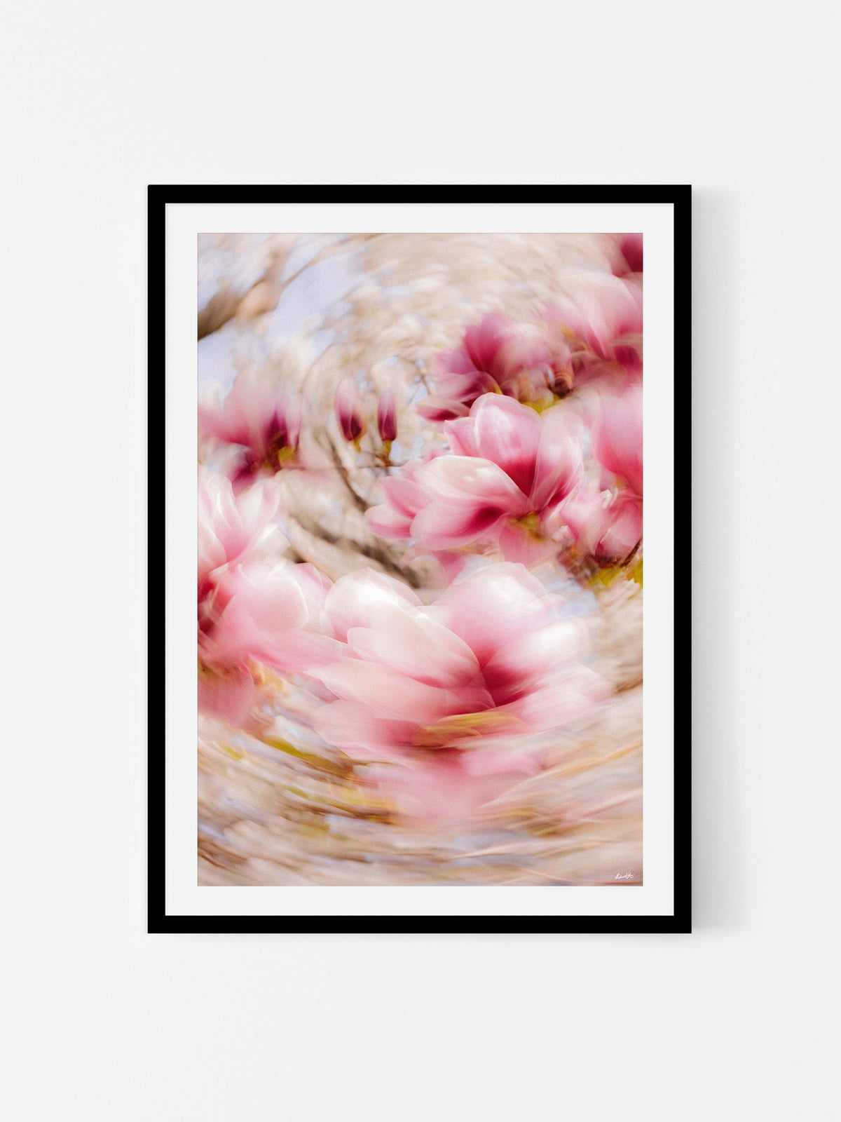 Bright Flower Series - Magnolia + Soulangeana in White Pink and Red