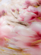 Bright Flower Series - Magnolia + Soulangeana in White Pink and Red