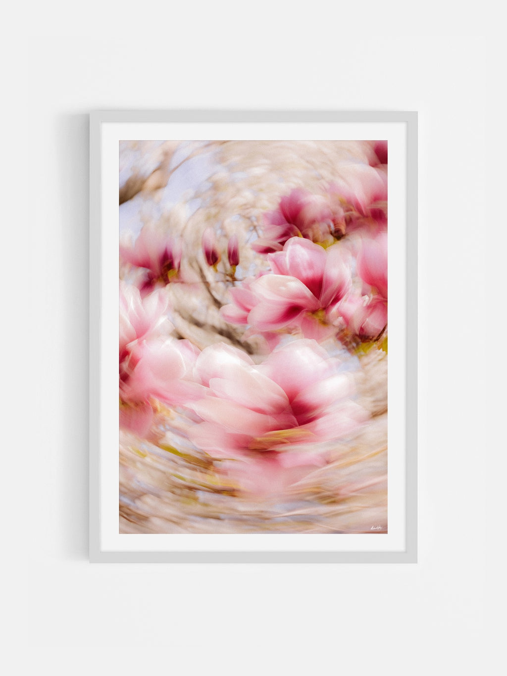 Bright Flower Series - Magnolia + Soulangeana in White Pink and Red