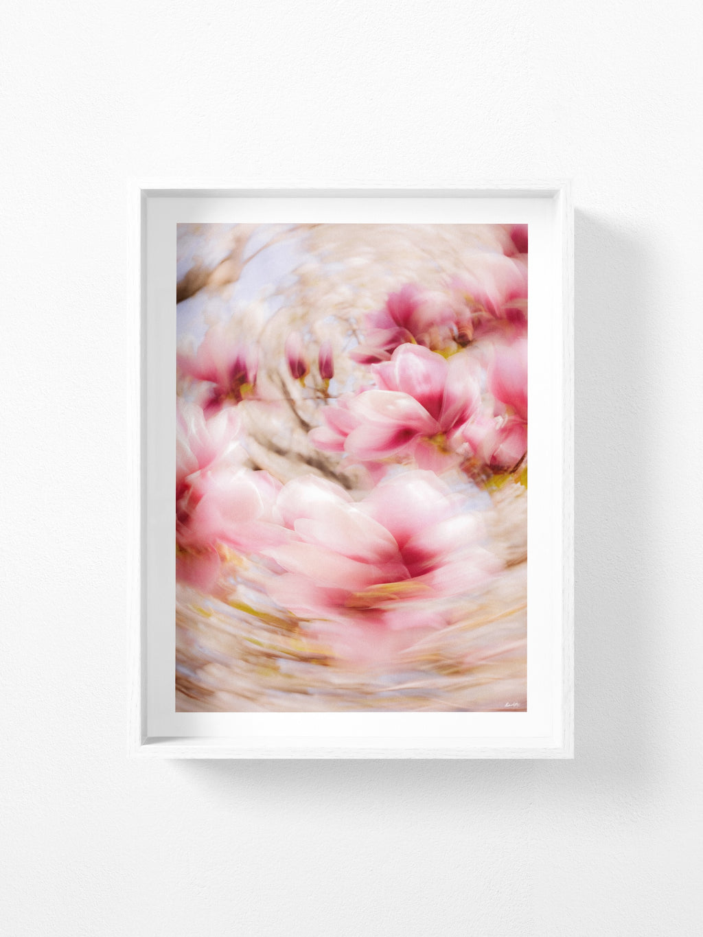 Bright Flower Series - Magnolia + Soulangeana in White Pink and Red