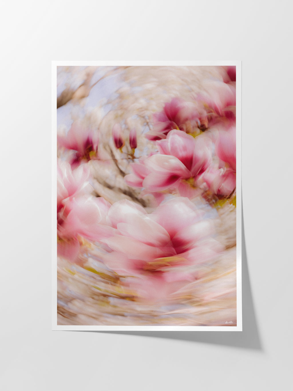 Bright Flower Series - Magnolia + Soulangeana in White Pink and Red