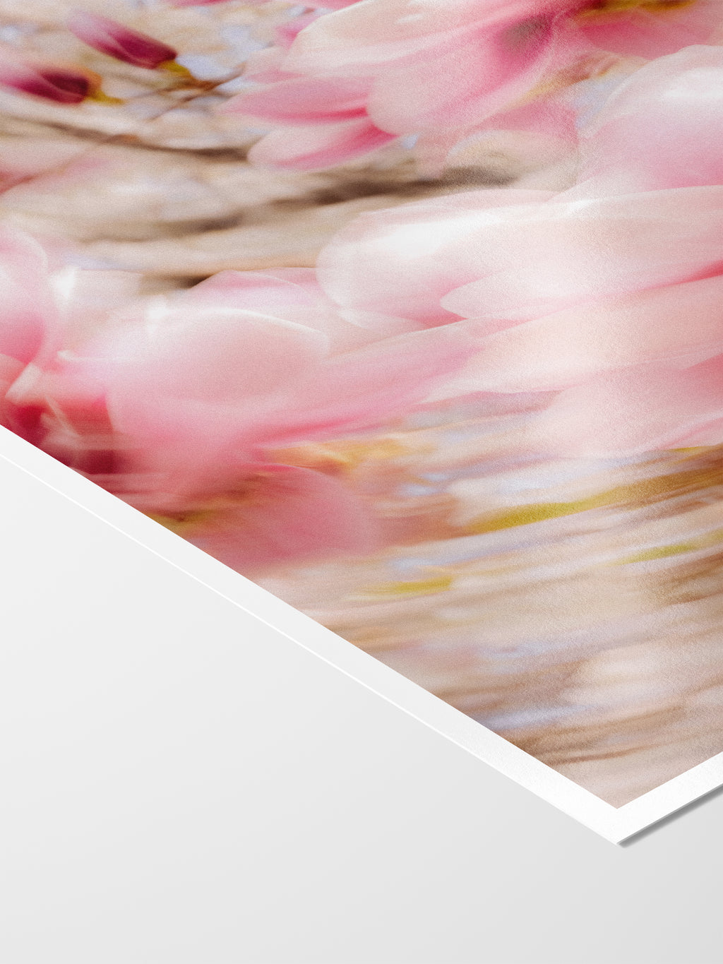 Bright Flower Series - Magnolia + Soulangeana in White Pink and Red
