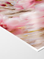 Bright Flower Series - Magnolia + Soulangeana in White Pink and Red