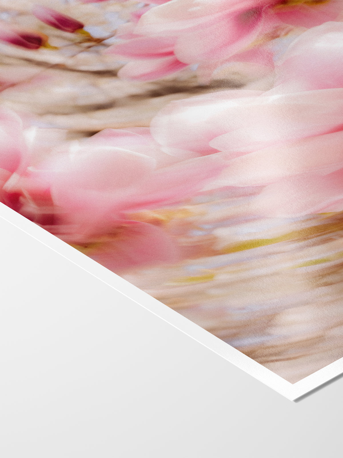 Bright Flower Series - Magnolia + Soulangeana in White Pink and Red
