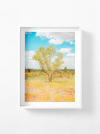 Darwin to Alice Springs Tree and Grass