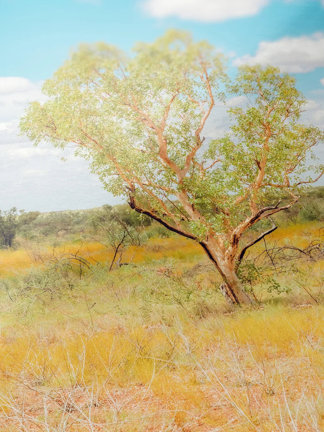 Darwin to Alice Springs Tree and Grass