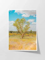 Darwin to Alice Springs Tree and Grass