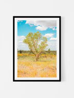 Darwin to Alice Springs Tree and Grass