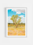 Darwin to Alice Springs Tree and Grass