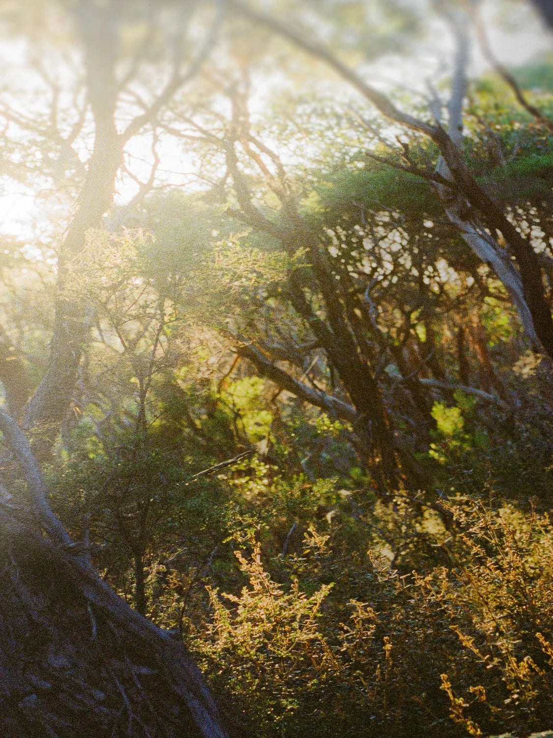 Great Ocean Walk Moonahs and Gum at Sunrise Portrait