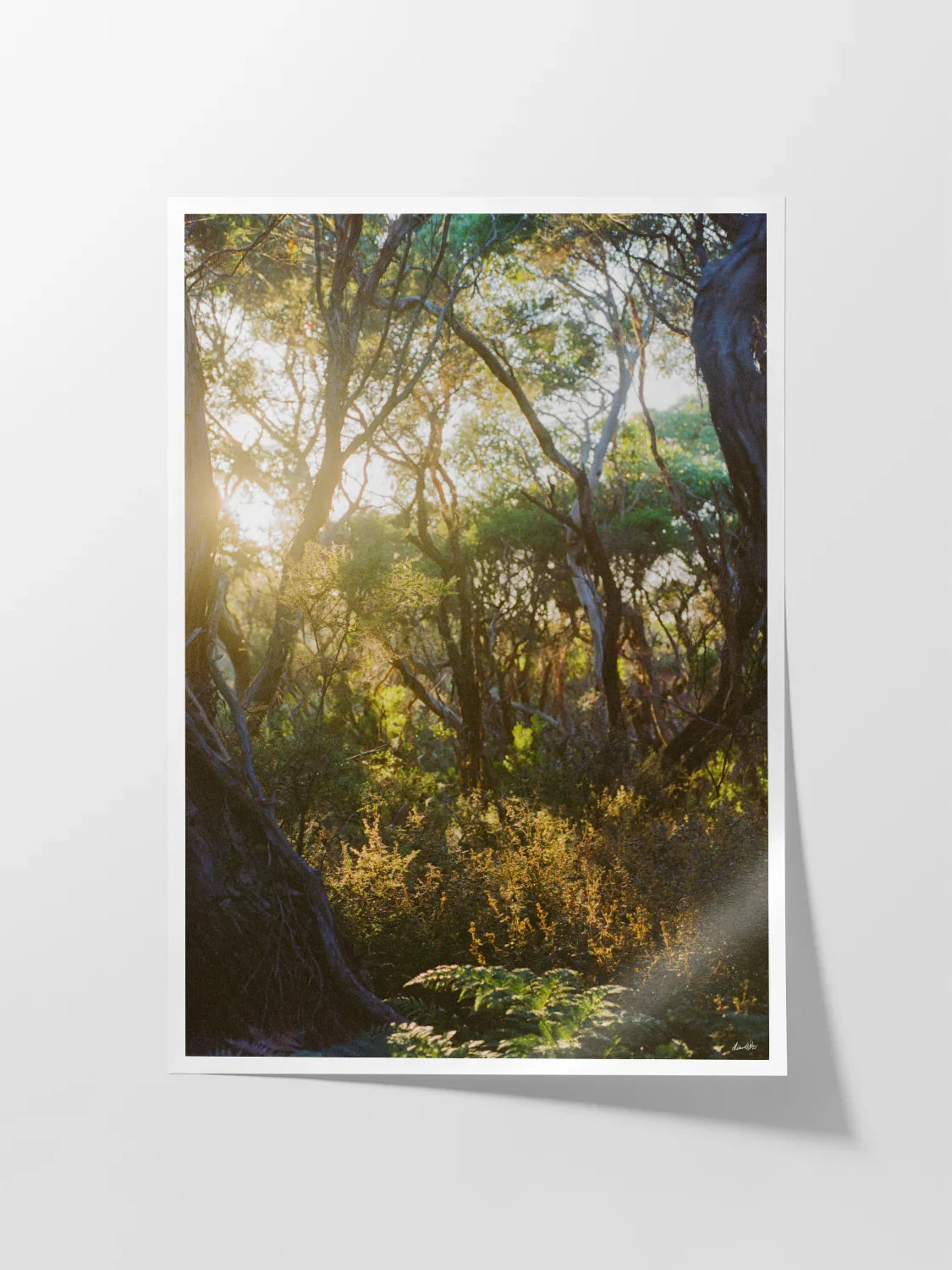 Great Ocean Walk Moonahs and Gum at Sunrise Portrait