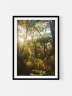 Great Ocean Walk Moonahs and Gum at Sunrise Portrait