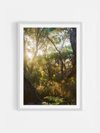 Great Ocean Walk Moonahs and Gum at Sunrise Portrait