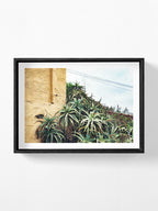 Las Palmas Candelabra Aloe on Wall