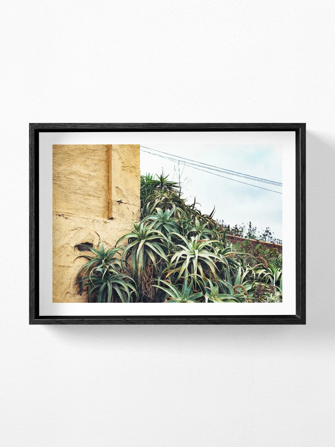 Las Palmas Candelabra Aloe on Wall