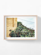Las Palmas Candelabra Aloe on Wall