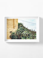 Las Palmas Candelabra Aloe on Wall