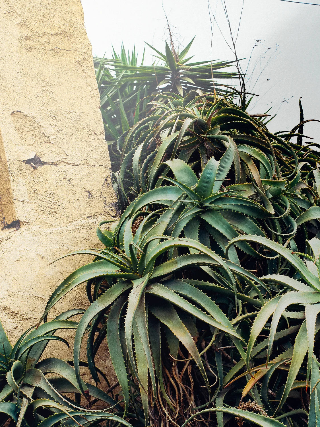 Las Palmas Candelabra Aloe on Wall
