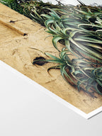 Las Palmas Candelabra Aloe on Wall