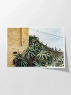 Las Palmas Candelabra Aloe on Wall