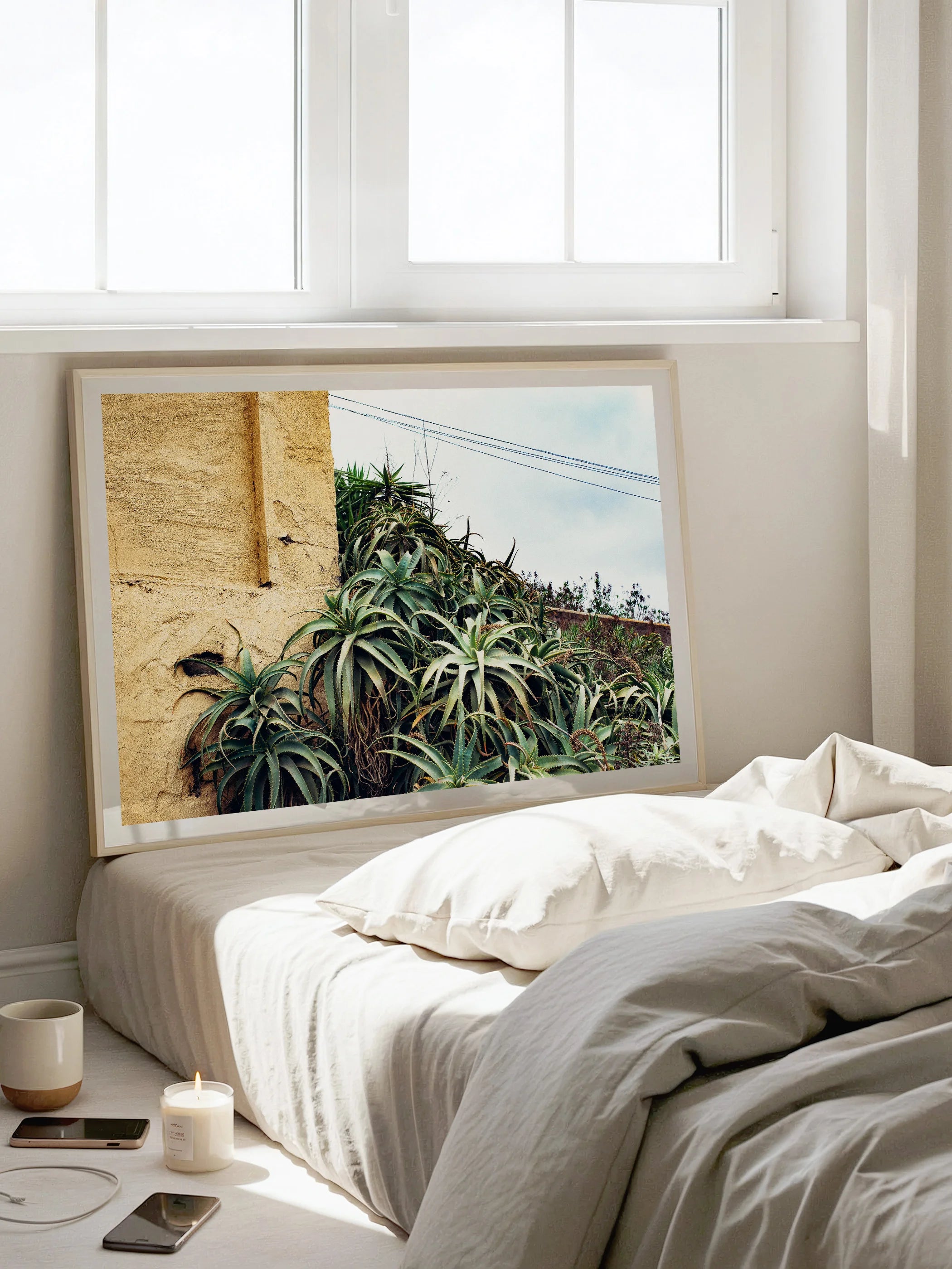Las Palmas Candelabra Aloe on Wall