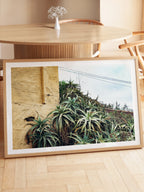 Las Palmas Candelabra Aloe on Wall